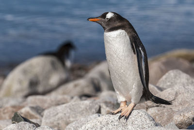 Close-up of penguin on rock