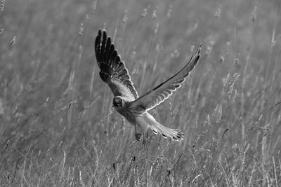 Close-up of eagle flying