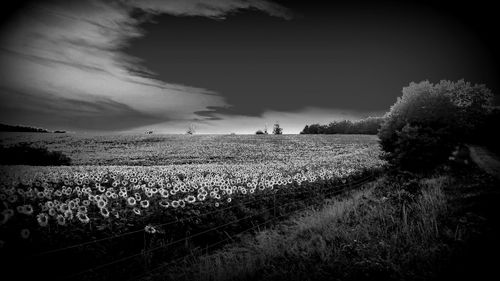 Scenic view of agricultural field against sky