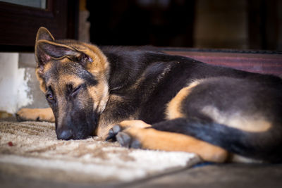 Close-up of a dog sleeping at home