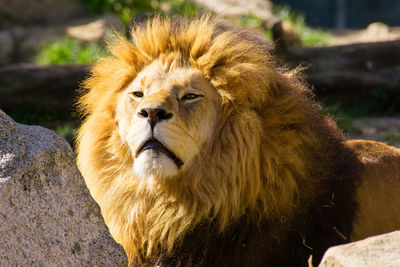 Close-up of a cat in zoo