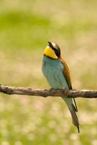 Close-up of bird perching on branch