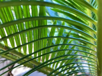 Close-up of palm tree