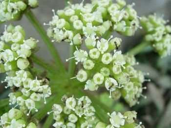 Close-up of insect on flowers