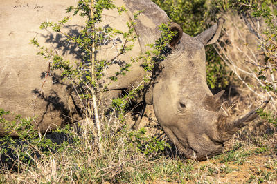View of an animal on field