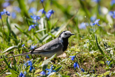 Close-up of bird perching on flower