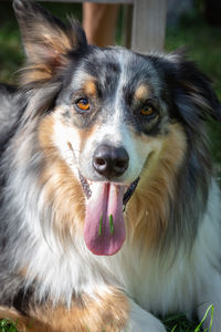 Close-up portrait of a dog