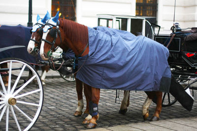 Horse cart on road