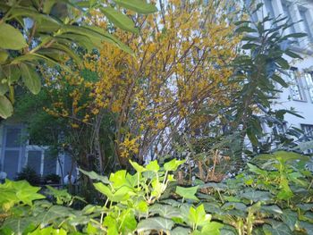 Plants growing on tree