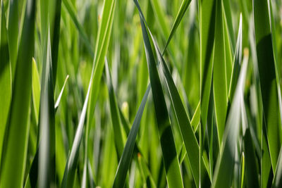 Full frame shot of grass