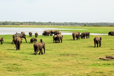 Elephants on grass by lake against sky