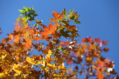 Low angle view of maple tree against blue sky