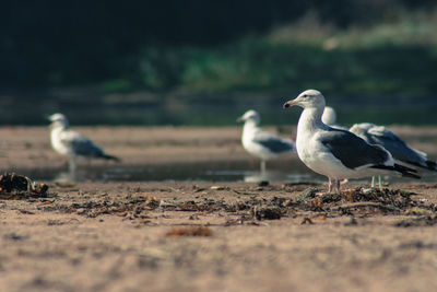 Birds in water