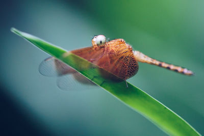 Close-up of insect on plant