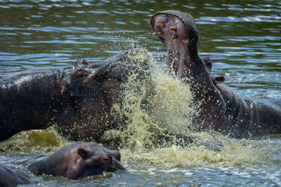 Close-up of two hippo splashing each other