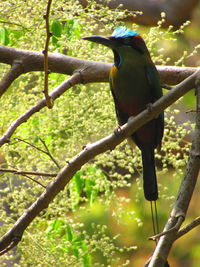 Close-up of bird perching on branch