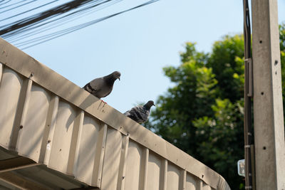 Low angle view of bird perching