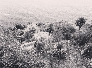 High angle view of palm tree by sea