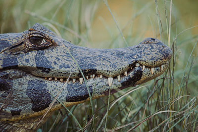 Close-up side view of crocodile by grass