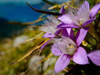 Close-up of pink flowering plant