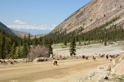 Barskoon valley. issyk-kul region. kyrgyzstan