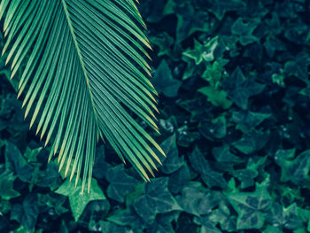 Close-up of green leaves