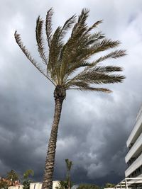 Low angle view of coconut palm tree against sky