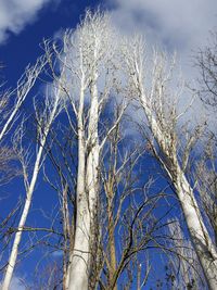 Low angle view of bare tree against blue sky