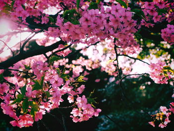 Close-up of pink cherry blossoms in spring