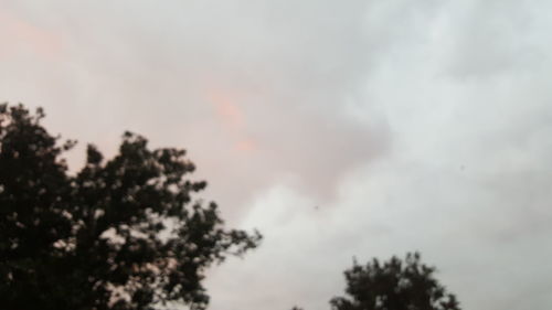 Low angle view of tree against cloudy sky