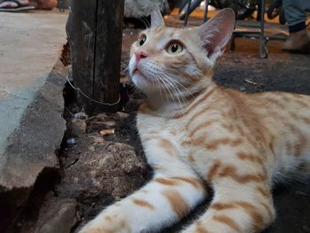 Close-up of cat looking away