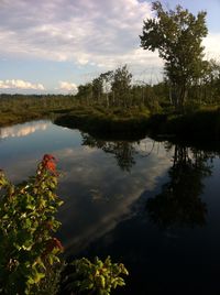 Reflection of trees in water
