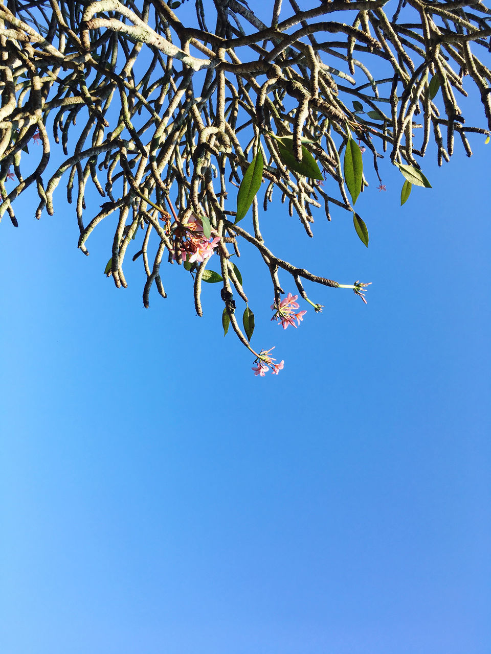 LOW ANGLE VIEW OF FLOWERING PLANTS AGAINST BLUE SKY