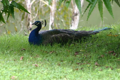 Peacock resting on grassy field