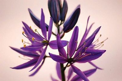 Close-up of purple flowers