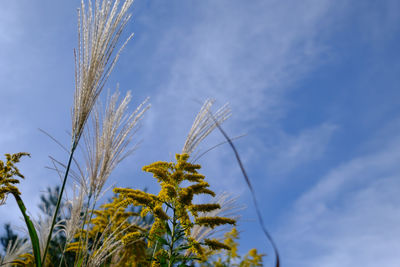 Low angle view of plants against blue sky