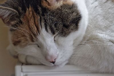 Close-up of cat sleeping at home