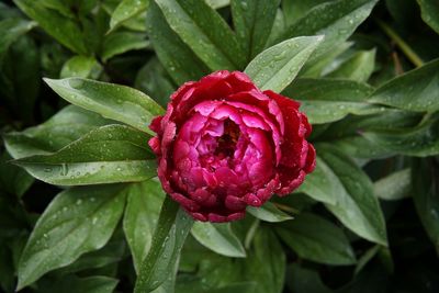 Close-up of pink flower 