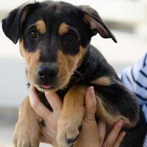 Close-up of man holding puppy