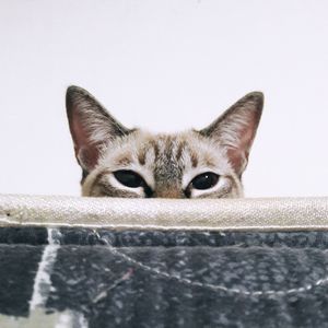 Close-up portrait of cat against white background