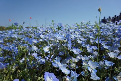 Close-up of blue flowering plants on field