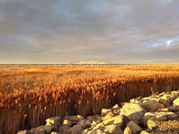 Scenic view of field against sky