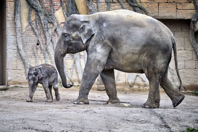 View of elephant in zoo