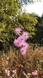 Close-up of pink thistle flowers on field