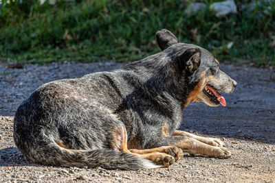 Side view of a dog looking away