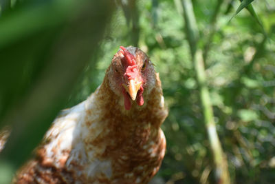 Close-up of a bird