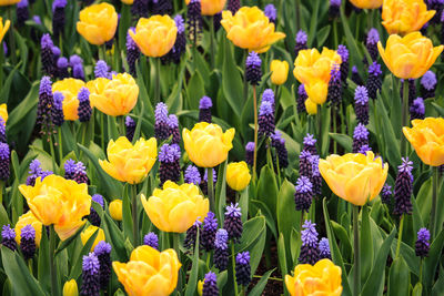 Close-up of yellow crocus flowers blooming outdoors