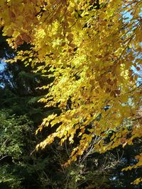 Close-up of autumn tree in forest