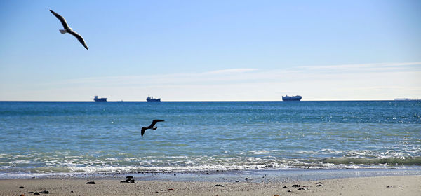 Seagull flying over beach