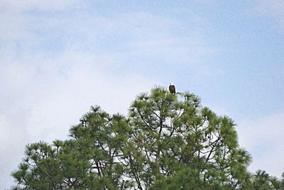 Low angle view of bird perching on tree against sky